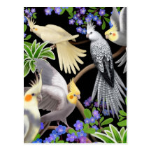 Cockatiel Love Postcard