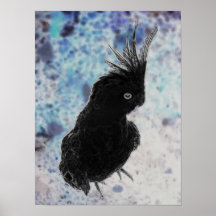 Cockatiel négatif affiches