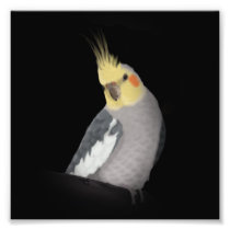 Cockatiel Print Photo Print