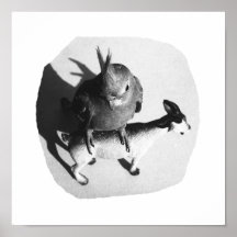 Cockatiel sur l'image noire et blanche de chèvre e posters