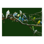 Cockatiels N Parakeets Card