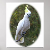 Cockatoo 9Y319D-073 Posters