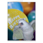 Cockatoo Birthday Card