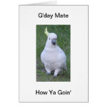 Cockatoo