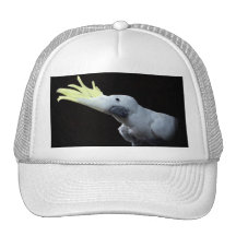 Cockatoo Hat