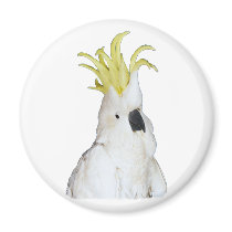 Cockatoo