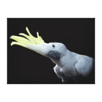 Cockatoo Parrot Gallery Wrapped Canvas