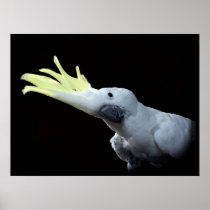 Cockatoo Parrot Poster