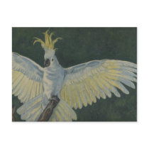 cockatoo post cards