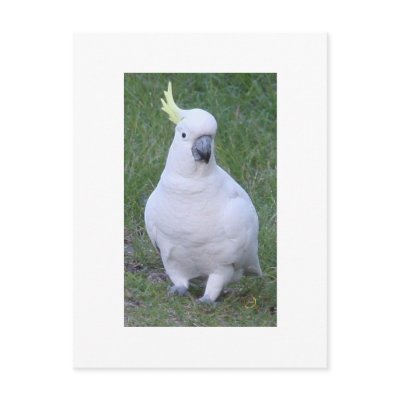 Cockatoo Post Cards by Calliope_Oz