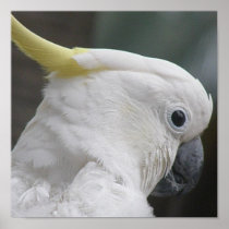 Cockatoo Poster Print