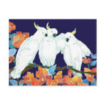 Cockatoos Post Card