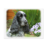 Cocker Spaniel 9W017D-139 Post Cards