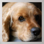 Cocker Spaniel Canvas Print