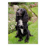 Cocker Spaniel Card
