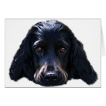 Cocker Spaniel Card