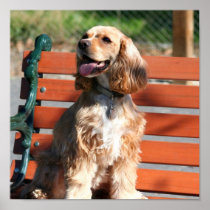 Cocker Spaniel poster