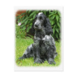 Cocker Spaniel puppy 9W017D-014 Post Cards