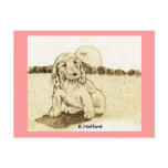 Cocker Spaniel Puppy