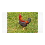 Cockerel