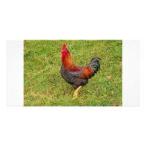 Cockerel
