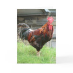 Cockrel Greeting Card