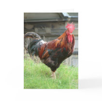 Cockrel Greeting Card