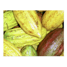 Cocoa pods post cards