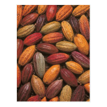 Cocoa pods postcard