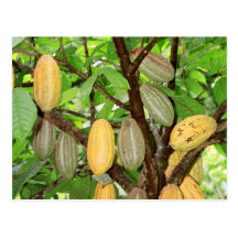 Cocoa tree post card