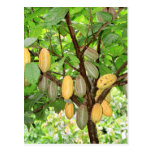 Cocoa tree post card