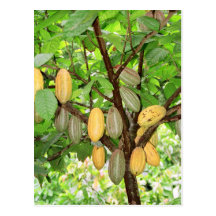 Cocoa tree post card