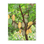 Cocoa tree post card