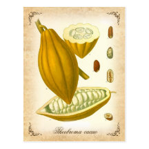Cocoa - vintage illustration postcard