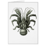 Coconut Crab Cards