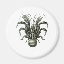 Coconut Crab Refrigerator Magnet