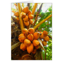 Coconut Palm Cards