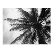 Coconut Palm Post Card