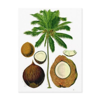 Coconut Tree Botanical Illustration Post Card by SolPacifico