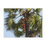Coconut Tree Post Card