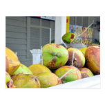 Coconut Water Key West FL Coconuts Postcard