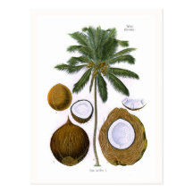 Cocos nucifera (coconut palm) post card