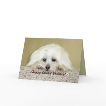 'Cody'  Greeting card Happy belated Birthday!