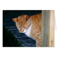 Cody the Cat Card