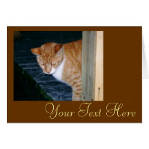 Cody the Cat Card