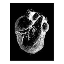 Coeur anatomiquement correct cartes postales