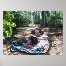 Coffee Workers Sorting Cherries Posters