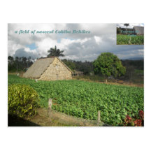 Cohiba Bahikes? Post Cards