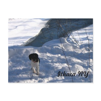 Cold Puppy Postcard by KROPWD