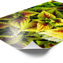 Coleus Photo Sur Toile